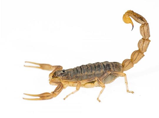 Articles about the scorpion fauna of Iran