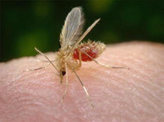 Ceratopogonides as potential carriers of leishmaniasis in Australia