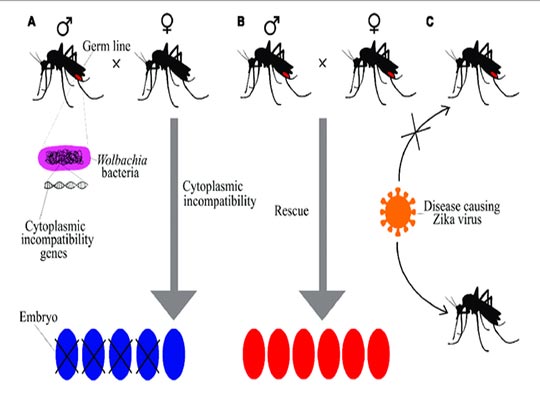 Cytoplasmic incompatibility by Wolbachia in insects