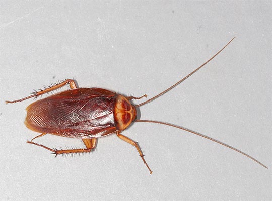Cockroaches (bath beetles)