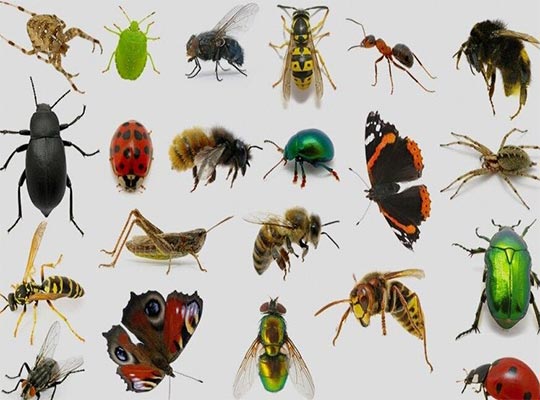 General news in the field of medical entomology