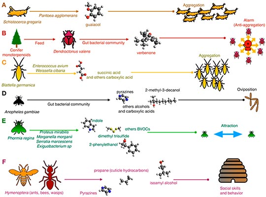 Medical Entomology PhD Exam Resources