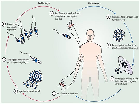Introduction to an article on cutaneous leishmaniasis