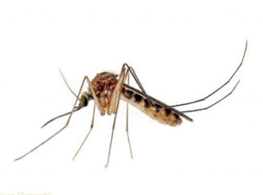 Iranian mosquito detection key